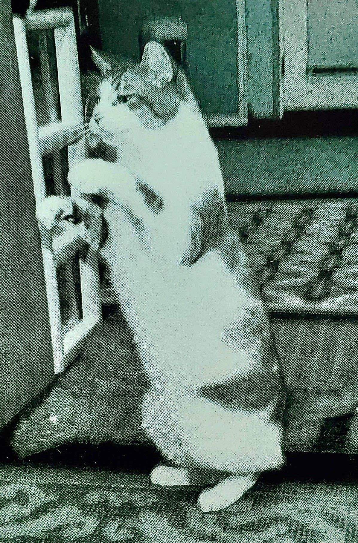 Ky'Moshi is registered to the contest to win money with this photo: big_cats, black_and_white, building, carnivore, companion_dog, dog, dog_breed, felidae, foot, gesture, grey, monochrome, monochrome_photography, small_to_medium_sized_cats, snout, style, tail, tints_and_shades, whiskers, window