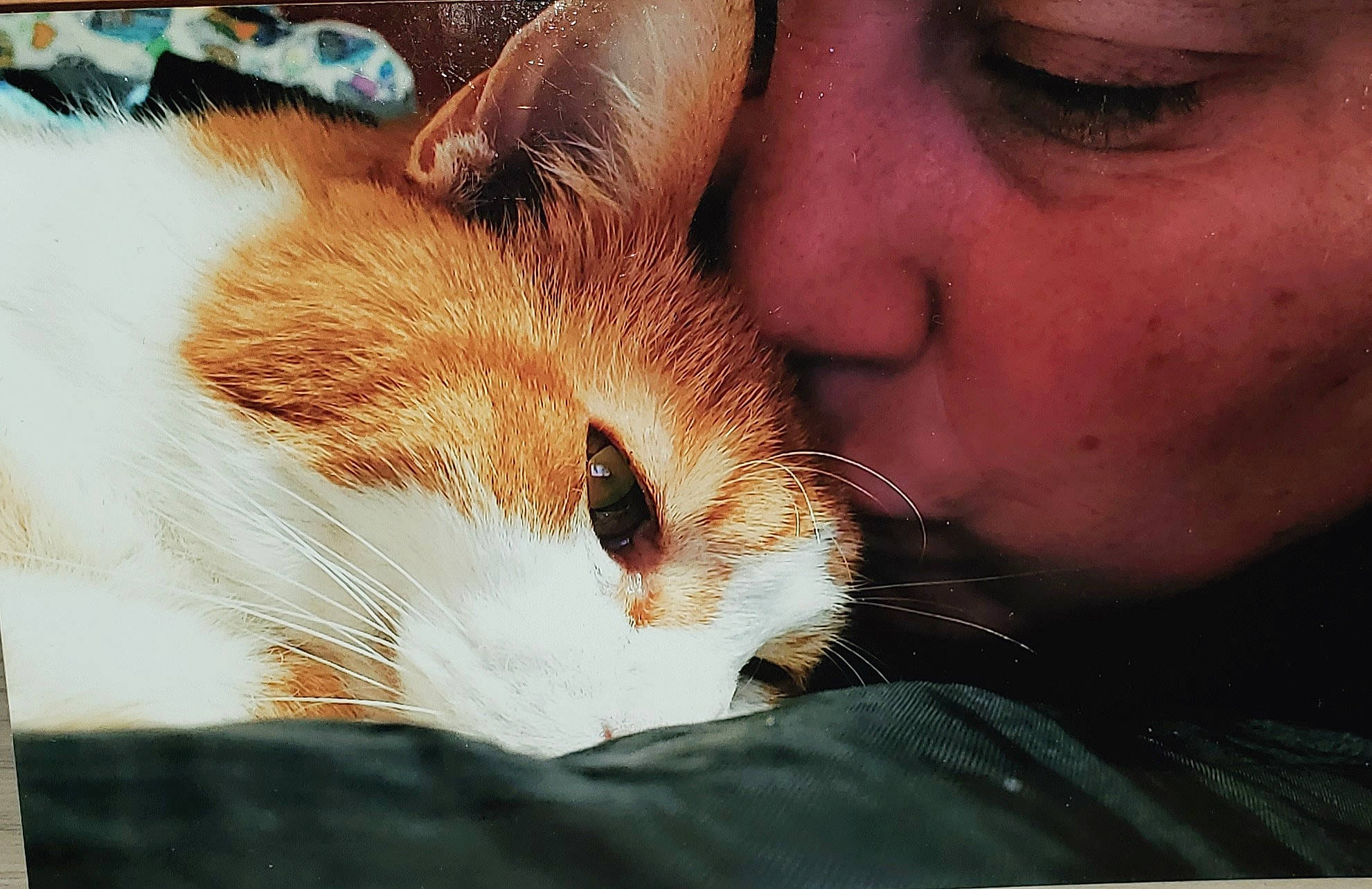 Ky'Moshi is registered to the contest to win money with this photo: beard, carnivore, cat, claw, comfort, domestic_short_haired_cat, ear, eyelash, fawn, felidae, fur, gesture, nap, nose, paw, photo_caption, photography, small_to_medium_sized_cats, snout, whiskers