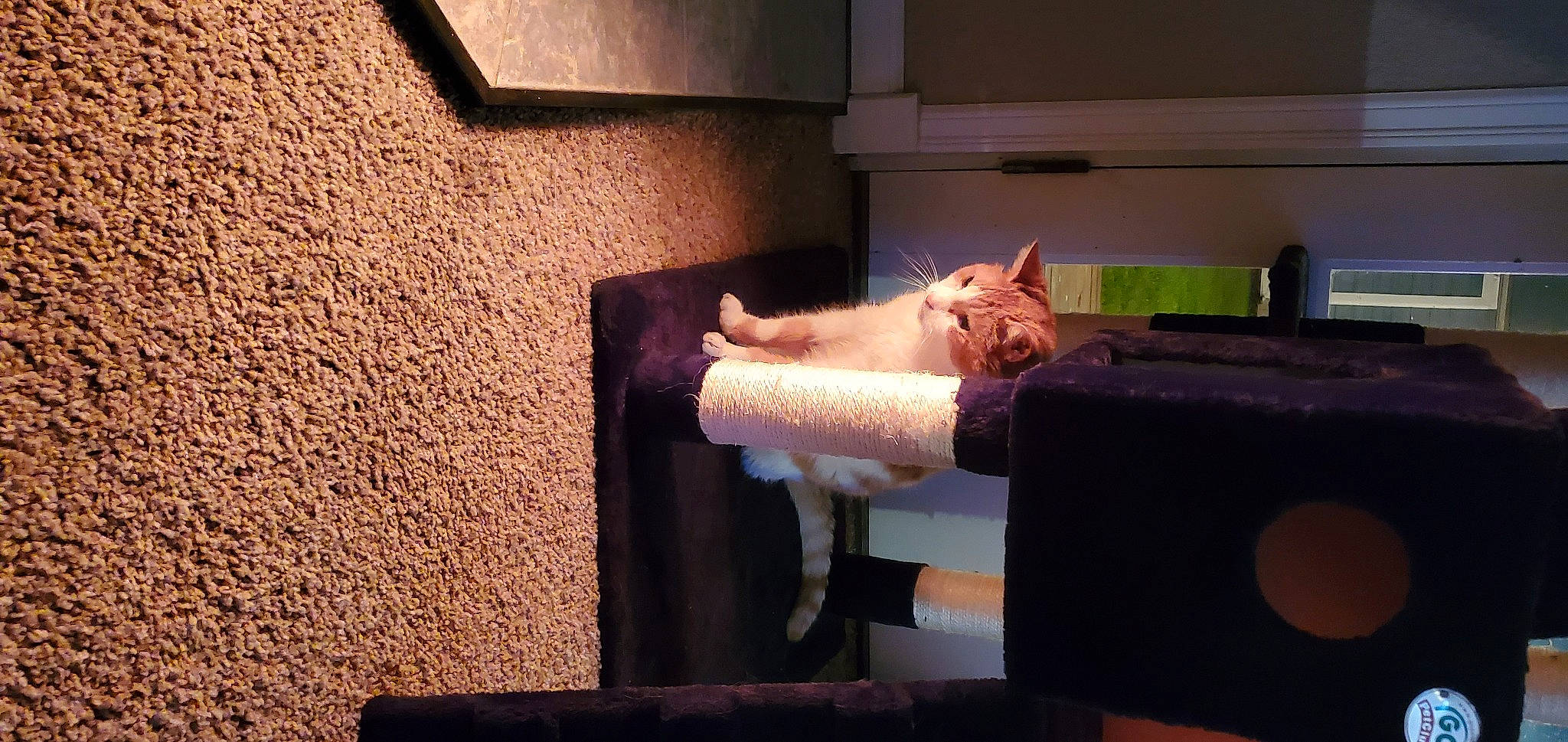 Ky'Moshi joined the competition — help win amazing prizes! bed, bedding, bedroom, comfort, felidae, finger, flooring, hardwood, human_leg, linens, office_equipment, room, sitting, small_to_medium_sized_cats, textile, tints_and_shades, vertebrate, whiskers, wood, wrist