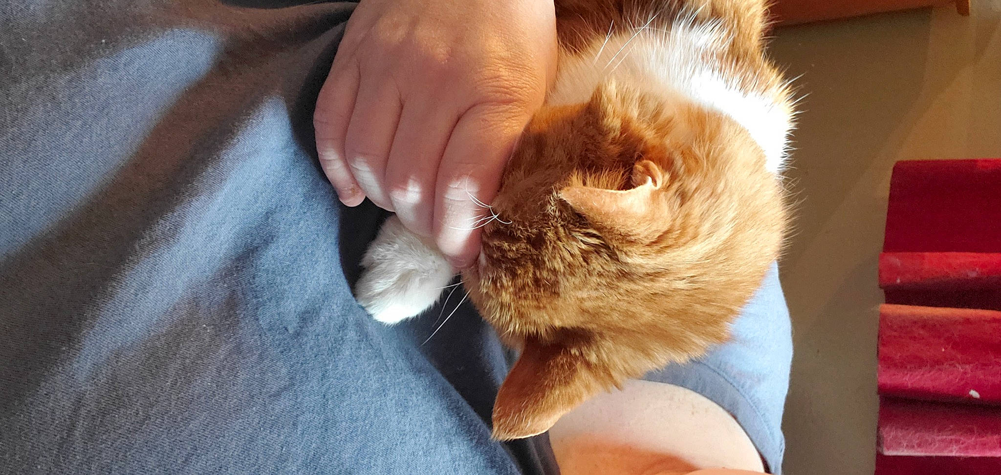 Ky'Moshi is registered to the contest to win money with this photo: carnivore, cat, claw, domestic_short_haired_cat, fawn, felidae, foot, fur, gesture, nail, paw, small_to_medium_sized_cats, snout, thumb, whiskers