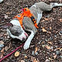 animal, brown, canine, chewing, collar, dog, ears, forest_floor, fur, gray, ground, leaves, nature, orange_harness, outdoor, pet, playful, rocks, stick, white