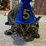 Rico joined the competition — help win amazing prizes! cat, tabby, party_hat, blue_hat, number_5, carpet, indoor, pet, animal, feline, close_up, floor, whiskers, ears, eyes, house, furniture, decor, celebration, birthday