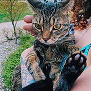 Rico joined the competition — help win amazing prizes! cat, tabby, animal, pet, paw, person, tattoo, curly_hair, outdoor, greenery, vehicle, close_up, holding, fur, whiskers, nose, eyes, portrait, nature, hand