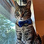 cat, tabby, bow_tie, window, indoor, pet, animal, feline, sitting, whiskers, fur, green_eyes, portrait, natural_light, close_up, domestic_cat, looking_out, calm, decor, houseplant