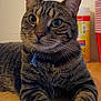 Rico joined the competition — help win amazing prizes! cat, tabby, pet, animal, feline, whiskers, ears, paws, table, indoor, domestic, curious, green_eyes, fur, collar, relaxed, household, red_cups, container, closeup