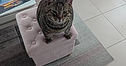 Dumbo Et Clochette participe au concours pour gagner de l'argent avec cette photo : cat, tabby_cat, ottoman, pink_furniture, rug, tile_floor, living_room, pet, domestic_animal, feline, indoor, animal, resting_cat, soft_furniture, cozy, curious, looking_up, home_decor, carpet, napping_cat
