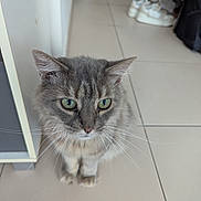 Dumbo Et Clochette a rejoint le concours — aidez-le/la à gagner de superbes lots ! cat, gray_cat, tabby, green_eyes, whiskers, floor, tile_floor, indoor, furniture, shoes, curious, pet, animal, mammal, closeup, standing, domestic_cat, ears, portrait, household