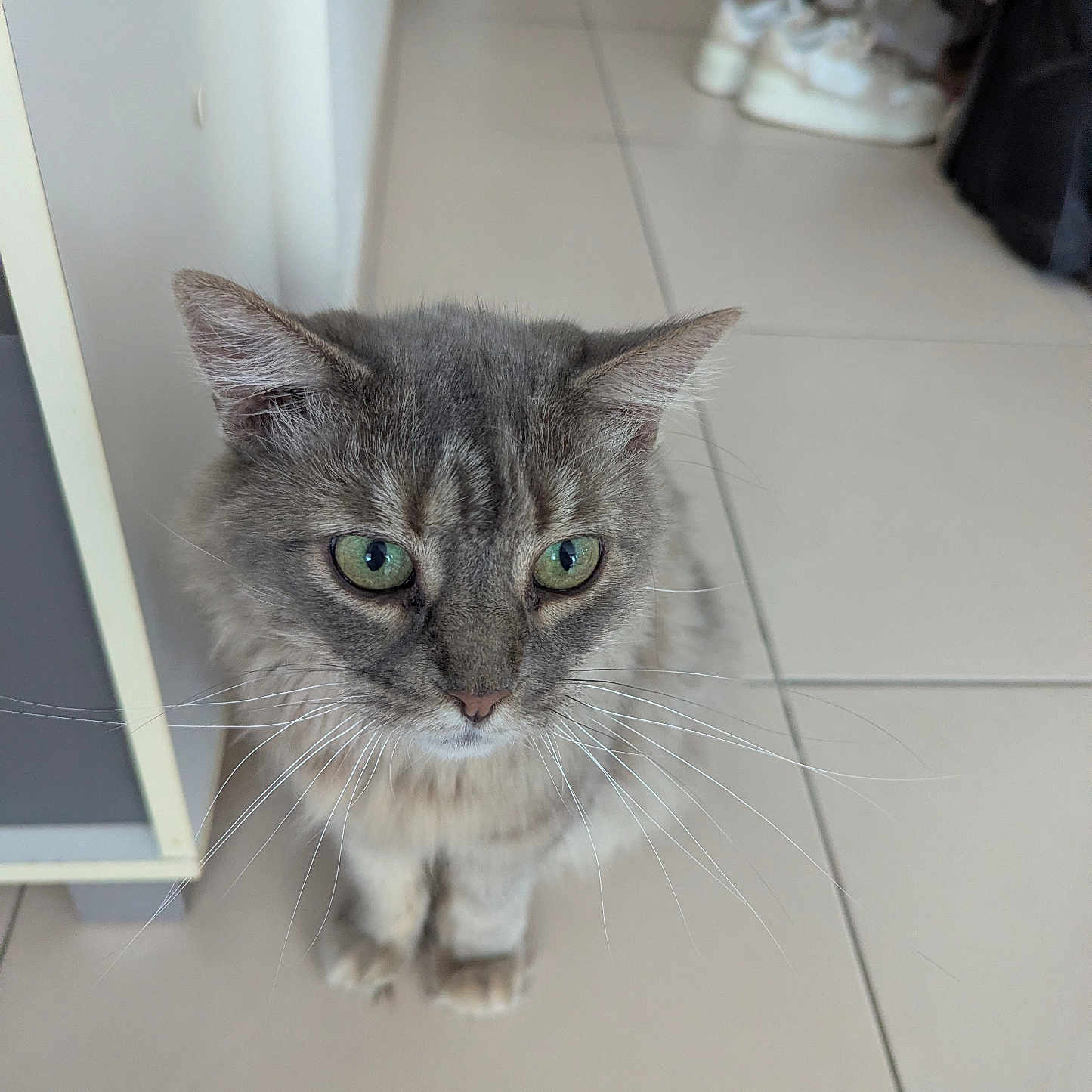 Dumbo Et Clochette a rejoint le concours — aidez-le/la à gagner de superbes lots ! cat, gray_cat, tabby, green_eyes, whiskers, floor, tile_floor, indoor, furniture, shoes, curious, pet, animal, mammal, closeup, standing, domestic_cat, ears, portrait, household