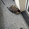 Dumbo Et Clochette participe au concours pour gagner de l'argent avec cette photo : cat, tabby_cat, floor, tile, wall, door, broom, indoor, pet, animal, resting, striped, grate, home, quiet, relaxed, feline, corner, shadow, side_view