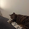 Dumbo Et Clochette a rejoint le concours — aidez-le/la à gagner de superbes lots ! cat, tabby, animal, pet, feline, resting, blanket, couch, indoor, fur, striped, sleepy, relaxed, home, cozy, comfort, soft, pattern, shadow, wall
