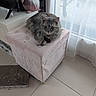 cat, cozy, curtain, cushion, daylight, decoration, domestic, floor, furniture, gnome, gray_cat, home, indoor, ottoman, pet, pink, relaxing, scratcher, tile_floor, window