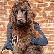 Truffle joined the competition — help win amazing prizes! dog, brown_fur, fluffy, pet, animal, person_holding, leash, outdoor, brick_wall, close_up, cute, mammal, companion, portrait, friendly, domestic_animal, fur, snuggle, young_dog, canine