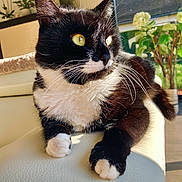 Chaton a rejoint le concours — aidez-le/la à gagner de superbes lots ! cat, tuxedo_cat, pet, indoor, sunlight, yellow_eyes, relaxed, feline, whiskers, plant, window, couch, fur, closeup, domestic_animal, animal, home, cozy, resting, natural_light