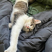 Niko joined the competition — help win amazing prizes! animal, bed, blanket, cat, cozy, cute, feline, fur, gray_blanket, green_blanket, indoor, paw, pet, relaxed, resting, sleepy, stretching, tabby, whiskers, white_fur