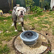 Wilson participe au concours pour gagner de l'argent avec cette photo : animal, bulldog, canine, curious, daylight, dog, droplets, fountain, garden, grass, leaf, mammal, nature, outdoor, pet, plants, playful, shrub, summer, water