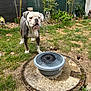 animal, bulldog, canine, curious, daylight, dog, droplets, fountain, garden, grass, leaf, mammal, nature, outdoor, pet, plants, playful, shrub, summer, water