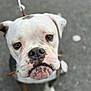 dog, puppy, white, brown, leash, pet, close_up, outdoor, pavement, cute, animal, mammal, face, fur, snout, ears, eyes, walking, companion, young