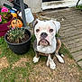 dog, bulldog, puppy, grass, flower_pot, flowers, plant, garden, outdoor, door, wooden_deck, pet, animal, young_dog, greenery, curious, sitting, yard, nature, house
