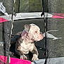 dog, bulldog, trampoline, netting, outdoor, pet, sunlight, relaxed, animal, canine, daytime, resting, leisure, fence, mesh, playground, summer, domestic_animal, looking_away, closeup