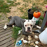Wilson participe au concours pour gagner de l'argent avec cette photo : dog, garden, grass, stones, gnome, pumpkin, patio, plant_pot, outdoor, animal, lawn, wooden_deck, decor, leaf, nature, resting, pet, summer, yard, funny