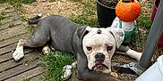 Wilson participe au concours pour gagner de l'argent avec cette photo : animal, decor, dog, funny, garden, gnome, grass, lawn, leaf, nature, outdoor, patio, pet, plant_pot, pumpkin, resting, stones, summer, wooden_deck, yard