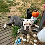 dog, garden, grass, stones, gnome, pumpkin, patio, plant_pot, outdoor, animal, lawn, wooden_deck, decor, leaf, nature, resting, pet, summer, yard, funny