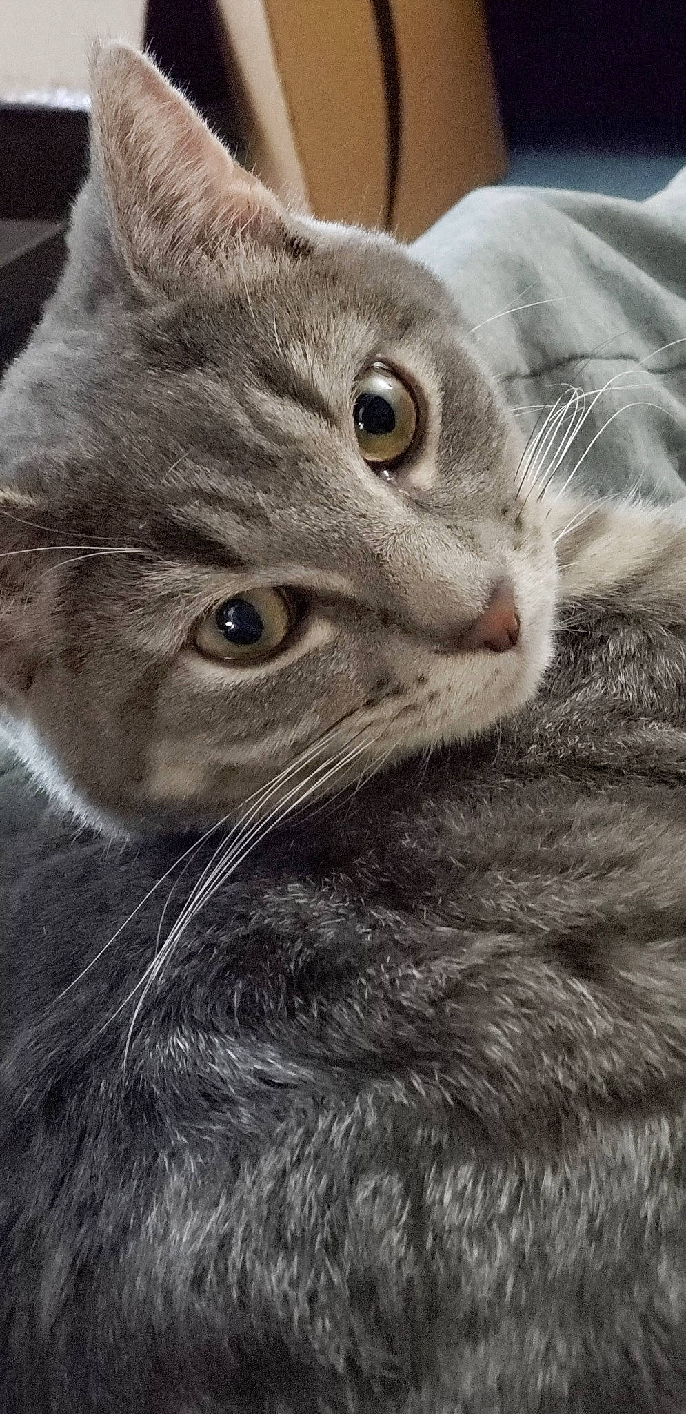Zeus joined the competition — help win amazing prizes! asian, british_shorthair, carnivore, cat, chartreux, close_up, domestic_short_haired_cat, european_shorthair, eye, felidae, fur, kitten, korat, mammal, nebelung, photography, small_to_medium_sized_cats, snout, tabby_cat, whiskers