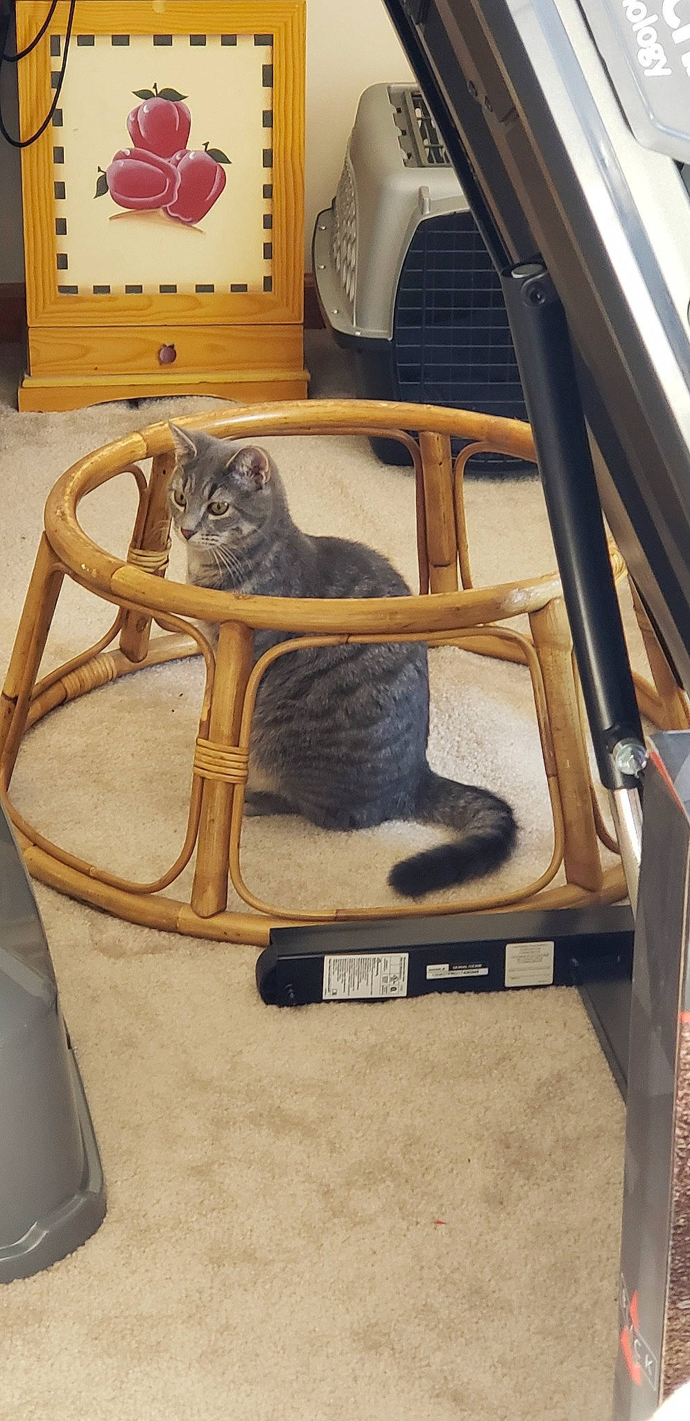 Zeus joined the competition — help win amazing prizes! car, chair, furniture