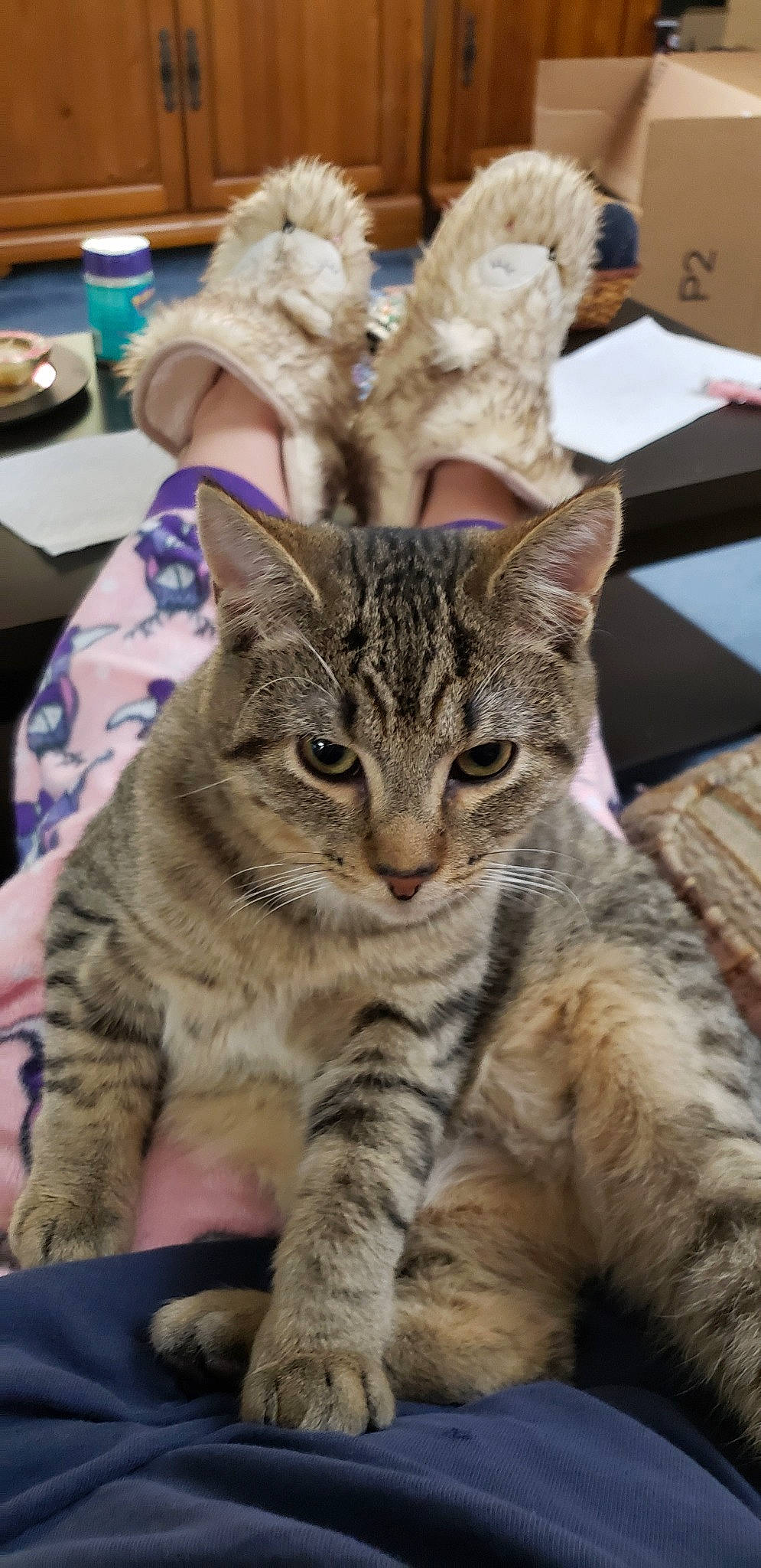 Muffin joined the competition — help win amazing prizes! aegean_cat, american_shorthair, arabian_mau, asian, australian_mist, california_spangled, carnivore, cat, domestic_short_haired_cat, dragon_li, european_shorthair, felidae, kitten, mammal, ocicat, pixie_bob, small_to_medium_sized_cats, tabby_cat, vertebrate, whiskers