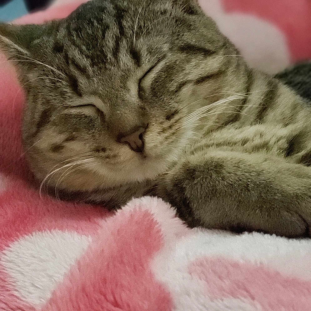 Muffin