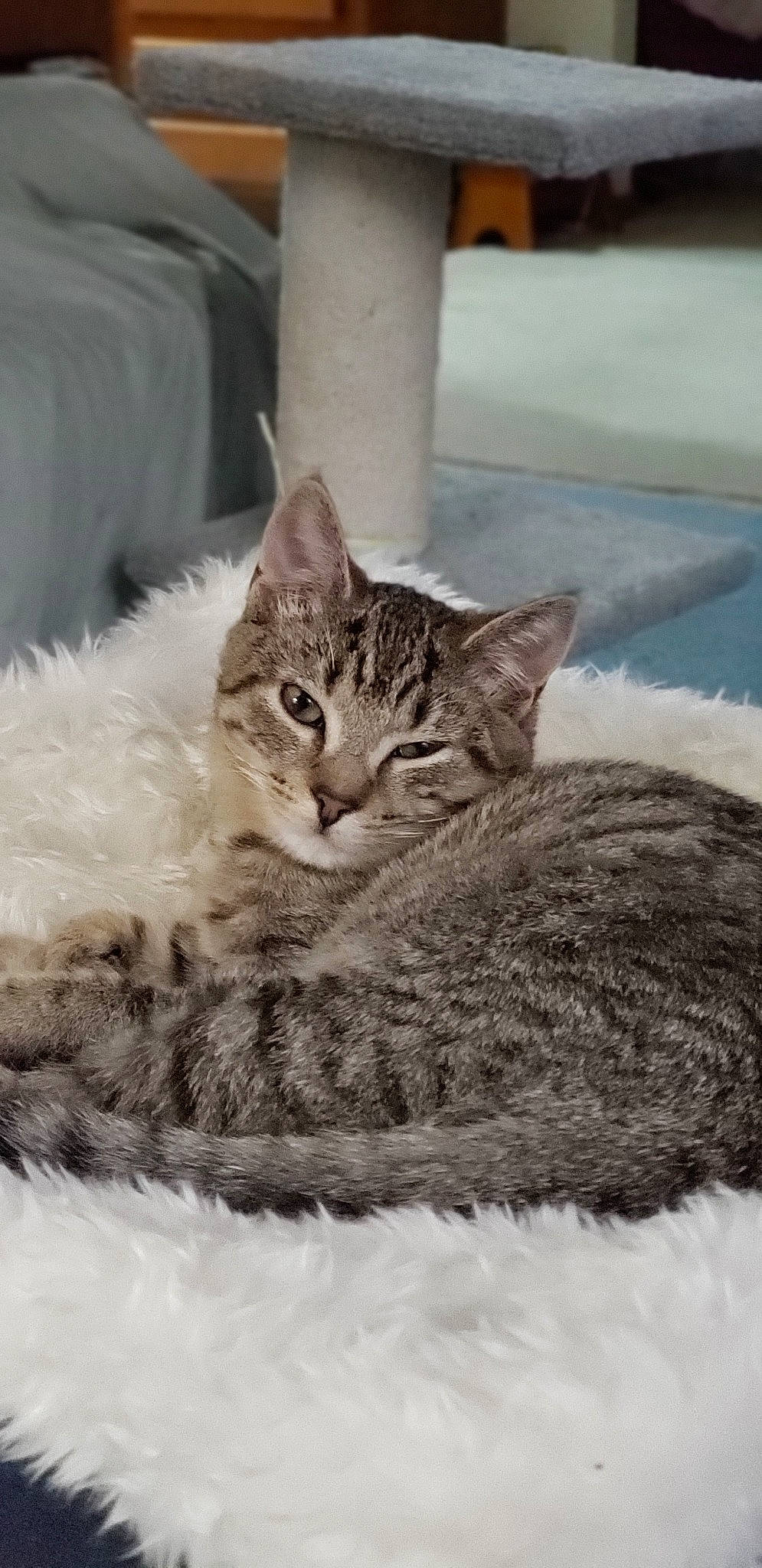 Muffin joined the competition — help win amazing prizes! aegean_cat, american_shorthair, american_wirehair, asian, australian_mist, british_semi_longhair, carnivore, cat, domestic_short_haired_cat, dragon_li, european_shorthair, fawn, felidae, fur, kitten, mammal, pixie_bob, small_to_medium_sized_cats, tabby_cat, whiskers