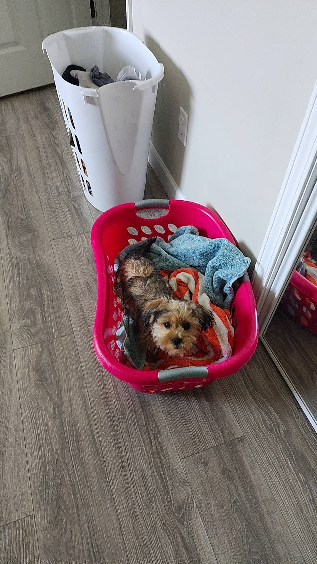 Koda is registered to the contest to win money with this photo: carnivore, companion_dog, cup, dessert, dog, dog_breed, dog_supply, fawn, flooring, food, fur, hardwood, pet_food, pet_supply, plastic, tableware, toy, toy_dog, wood, wood_flooring