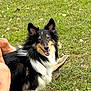 animal, black, canine, collie, companion, daylight, dog, ears, face, fur, grass, happy, legs, nature, outdoor, pet, playful, shoe, smiling, white
