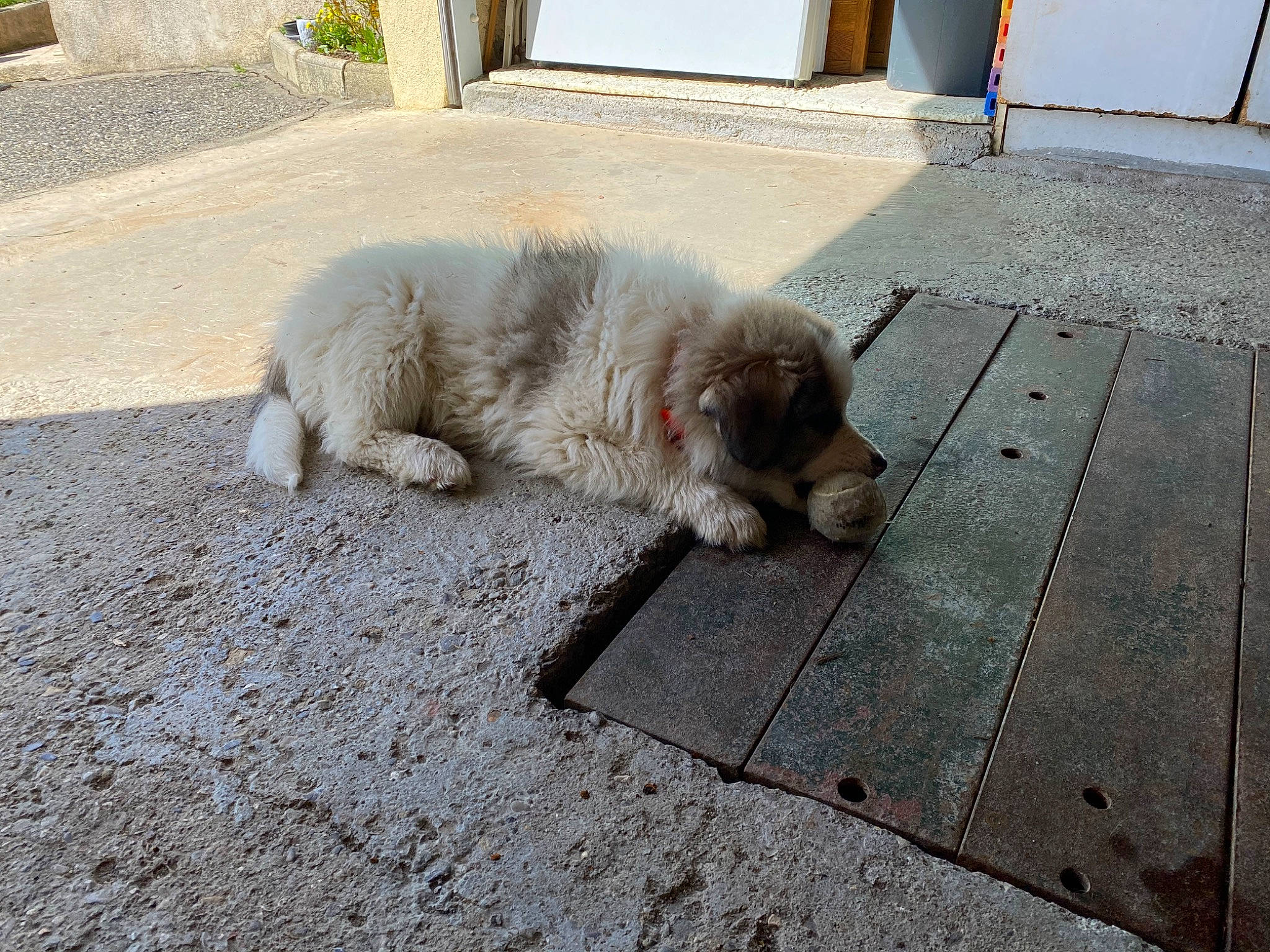 Sisko a rejoint le concours — aidez-le/la à gagner de superbes lots ! asphalt, canidae, carnivore, companion_dog, concrete, dog, dog_breed, fawn, flooring, fur, grass, hardwood, paw, road_surface, sidewalk, snout, sporting_group, tail, whiskers, wood