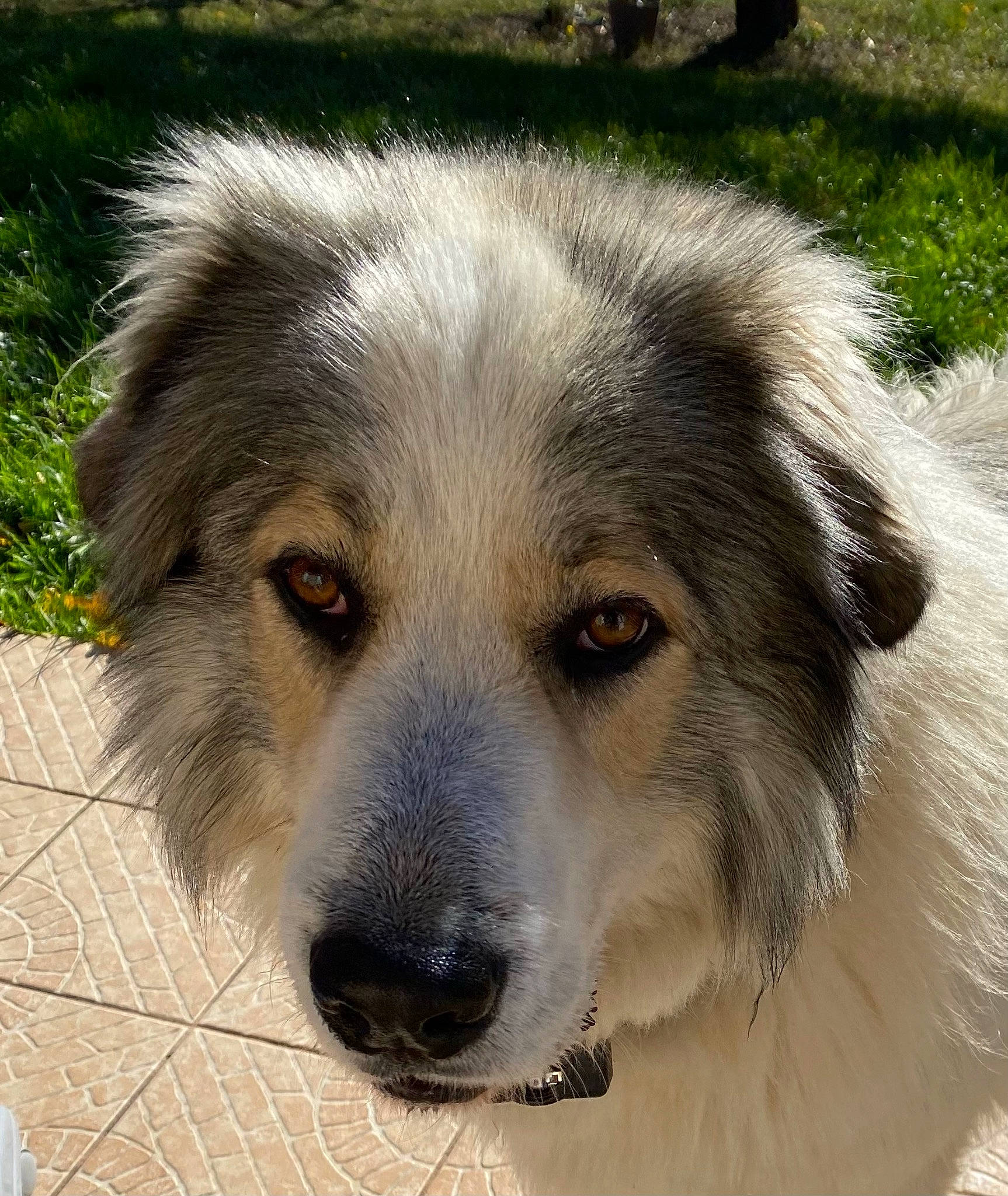 Sisko participe au concours pour gagner de l'argent avec cette photo : ancient_dog_breeds, canidae, carnivore, companion_dog, dog, dog_breed, fur, grass, snout, sporting_group, terrestrial_animal, whiskers, working_animal, working_dog