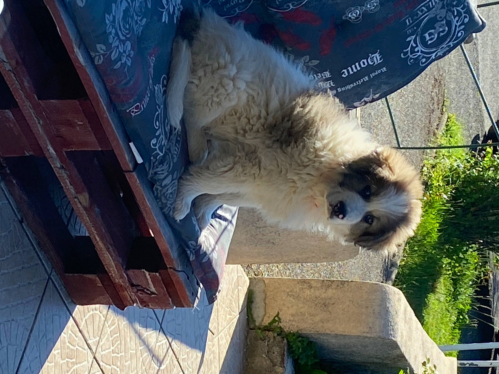 Sisko a rejoint le concours — aidez-le/la à gagner de superbes lots ! art, canidae, carnivore, dog_breed, fawn, fruit, fur, house, palm_tree, plant, snout, sporting_group, terrestrial_animal, tree, wheel, wildlife, wood