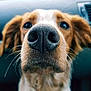 Nao a rejoint le concours — aidez-le/la à gagner de superbes lots ! close_up, companion_dog, dog, dog_breed, dog_breed_group, dog_like_mammal, fur, golden_retriever, nose, puppy, retriever, snout, spaniel, sporting_group, whiskers