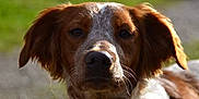 Nao participe au concours pour gagner de l'argent avec cette photo : brittany, carnivoran, companion_dog, dog, dog_breed, dog_like_mammal, drentse_patrijshond, english_setter, french_spaniel, hunting_dog, irish_red_and_white_setter, kooikerhondje, nova_scotia_duck_tolling_retriever, picardy_spaniel, setter, small_munsterlander, snout, spaniel, sporting_group, welsh_springer_spaniel