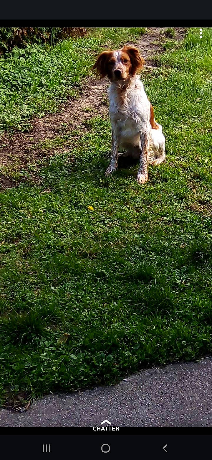 Nao participe au concours pour gagner de l'argent avec cette photo : american_cocker_spaniel, canidae, carnivore, cocker_spaniel, companion_dog, dog, dog_breed, fox_terrier, grass, grass_family, lagotto_romagnolo, lawn, petit_basset_griffon_vendeen, spinone_italiano, sporting_group, tail, wire_hair_fox_terrier