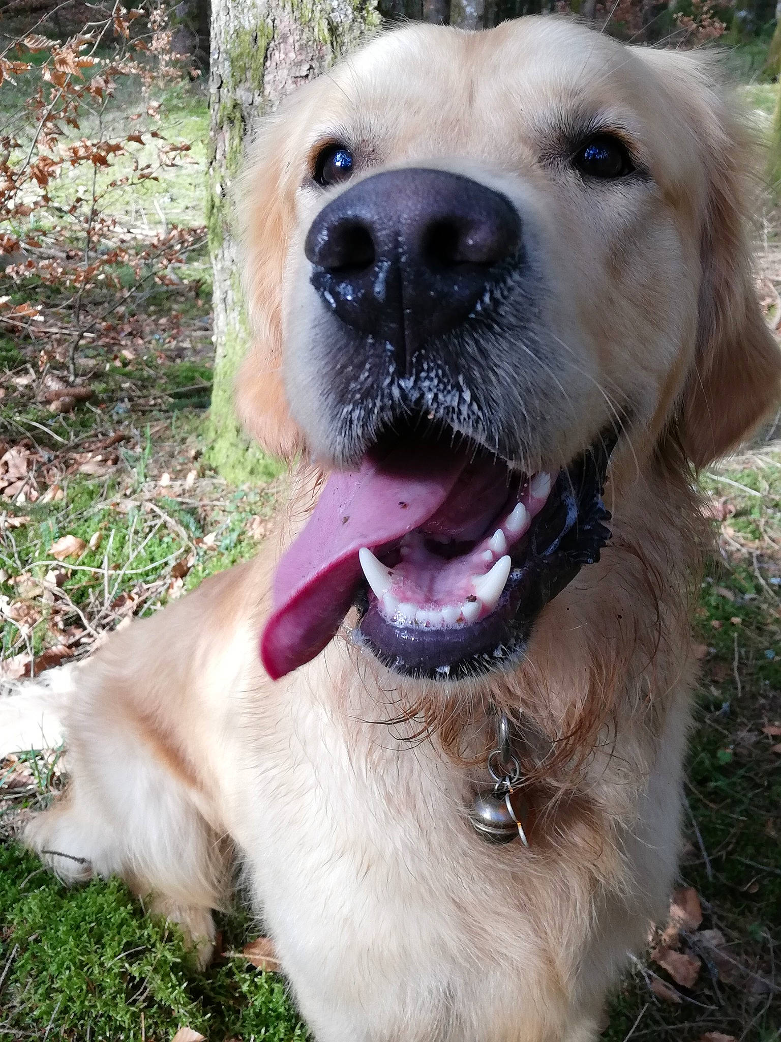 Pinceau a rejoint le concours — aidez-le/la à gagner de superbes lots ! canidae, carnivore, companion_dog, dog, dog_breed, fawn, golden_retriever, labrador_retriever, mammal, retriever, snout, sporting_group, vertebrate