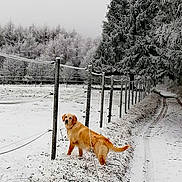 Nola participe au concours pour gagner de l'argent avec cette photo : dog, dog_breed_group, dog_like_mammal, freezing, golden_retriever, ice, plant, retriever, snow, sporting_group, tree, winter