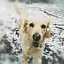 Nola participe au concours pour gagner de l'argent avec cette photo : companion_dog, dog, dog_breed, dog_breed_group, dog_like_mammal, english_cocker_spaniel, golden_retriever, labrador_retriever, retriever, snout, snow, sporting_group, winter