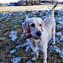 Nola participe au concours pour gagner de l'argent avec cette photo : dog, dog_breed, dog_breed_group, dog_like_mammal, freezing, golden_retriever, grass, labrador_retriever, plant, retriever, sky, snout, snow, sporting_group, tree, water, winter
