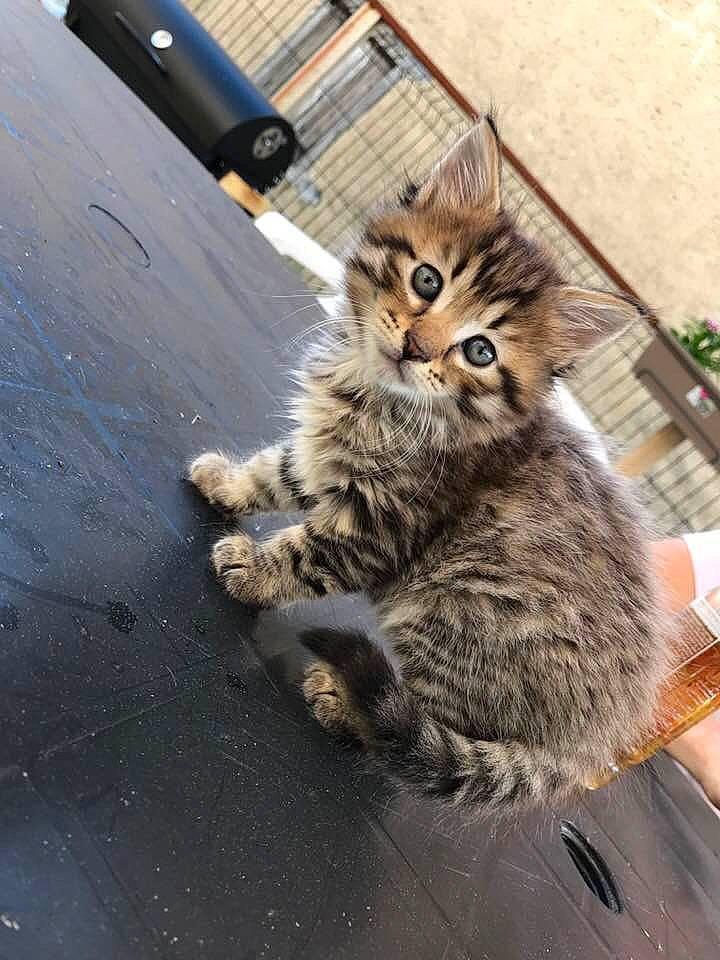 Kyara participe au concours pour gagner de l'argent avec cette photo : asphalt, carnivore, cat, claw, concrete, domestic_short_haired_cat, felidae, fur, paw, road_surface, sitting, small_to_medium_sized_cats, snout, tail, tar, terrestrial_animal, whiskers, wood