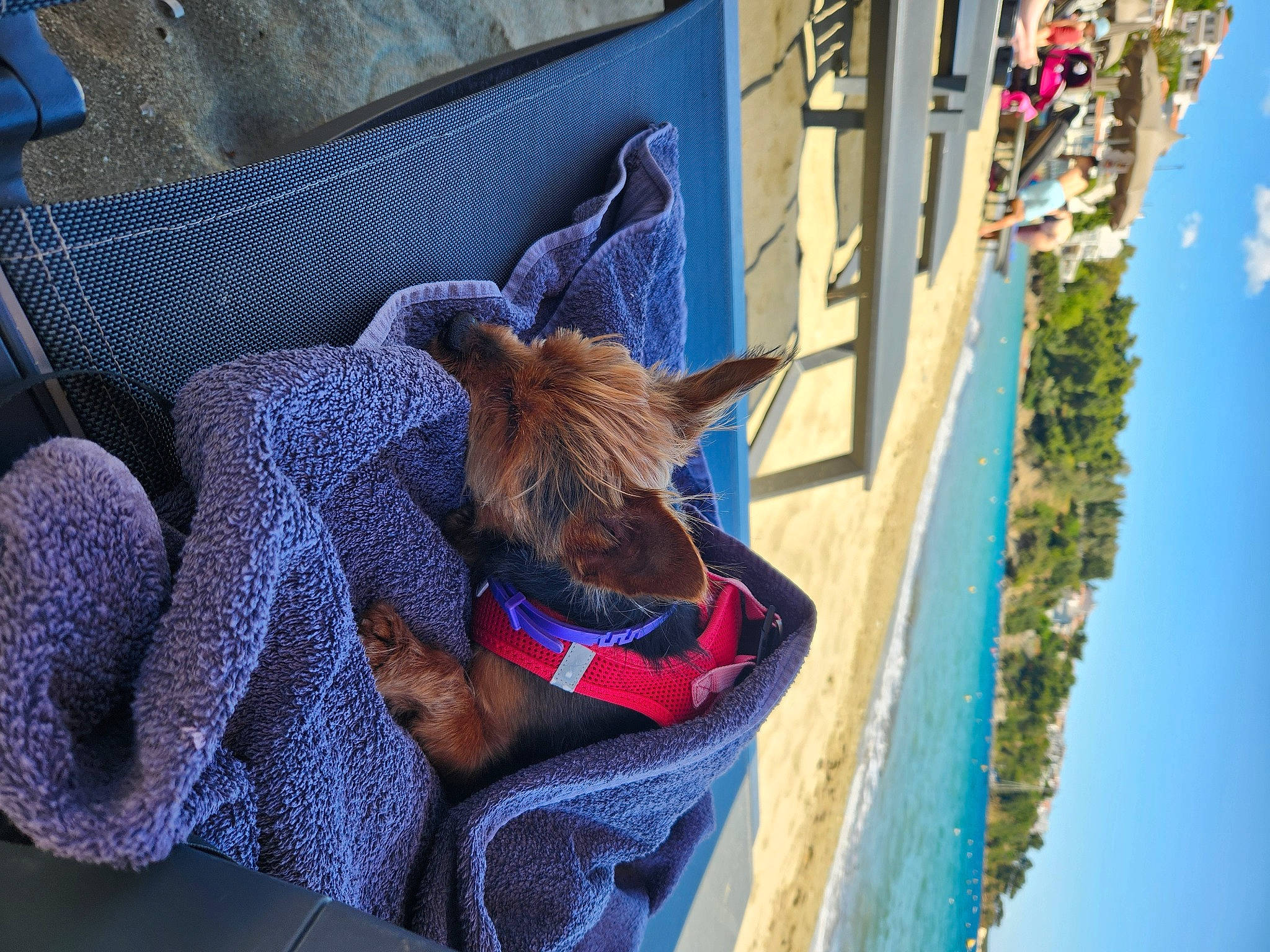 Fripouille participe au concours pour gagner de l'argent avec cette photo : azure, blue, carnivore, cloud, collar, comfort, companion_dog, dog, dog_breed, dog_collar, dog_supply, electric_blue, fawn, felidae, leash, sky, snout, tree, window, working_animal