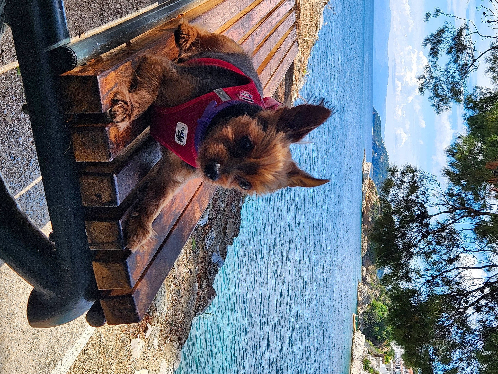 Fripouille a rejoint le concours — aidez-le/la à gagner de superbes lots ! canidae, carnivore, dog, fawn, fun, fur, lake, leisure, plant, reflection, sky, sporting_group, tints_and_shades, tree, trunk, vacation, water, wheel, window, wood