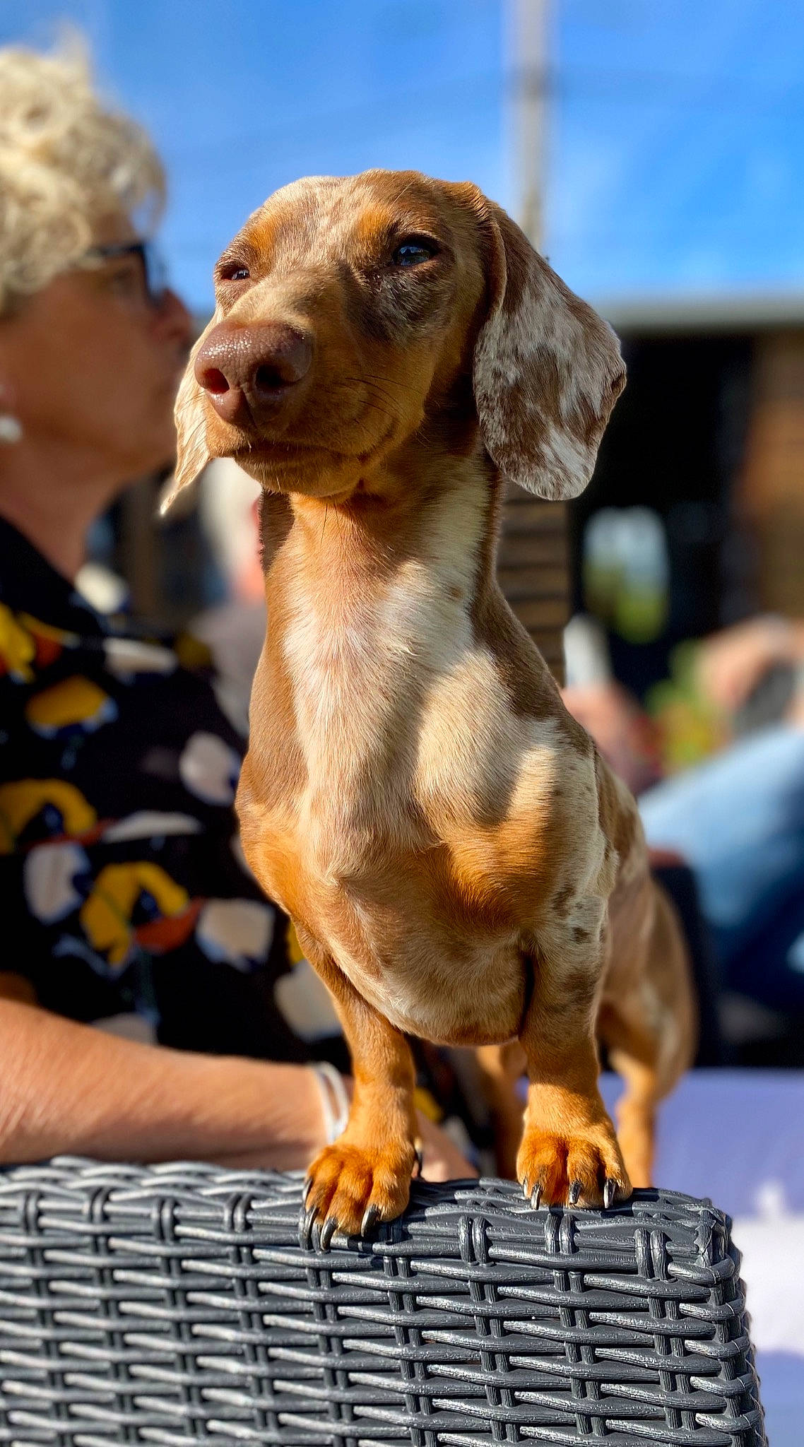 Plume a rejoint le concours — aidez-le/la à gagner de superbes lots ! canidae, carnivore, companion_dog, dachshund, dog, dog_breed, fawn, hound, hunting_dog, mammal, puppy, snout, sporting_group, vertebrate