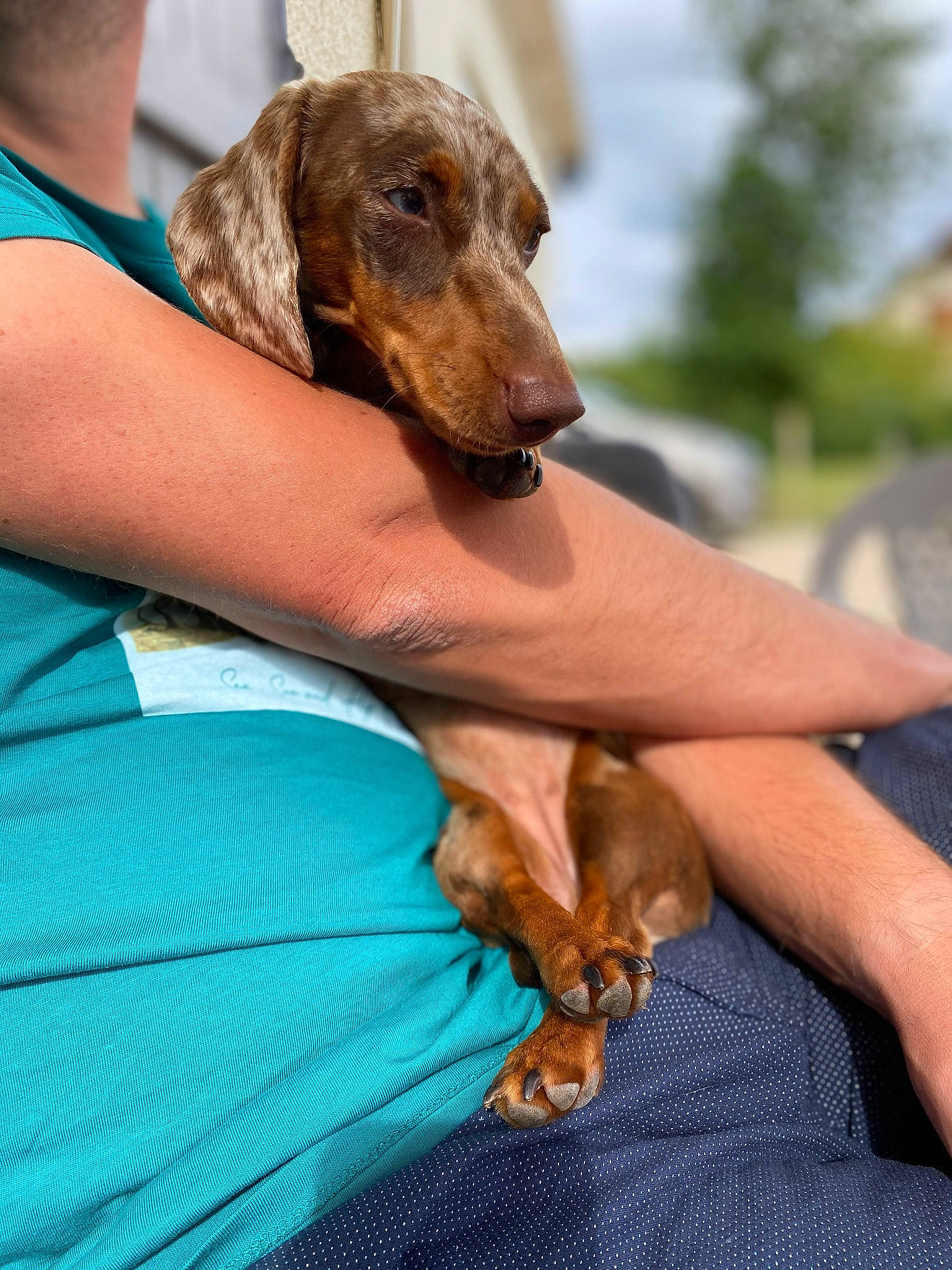 Plume participe au concours pour gagner de l'argent avec cette photo : canidae, carnivore, companion_dog, dachshund, dog, dog_breed, mammal, sporting_group, vertebrate