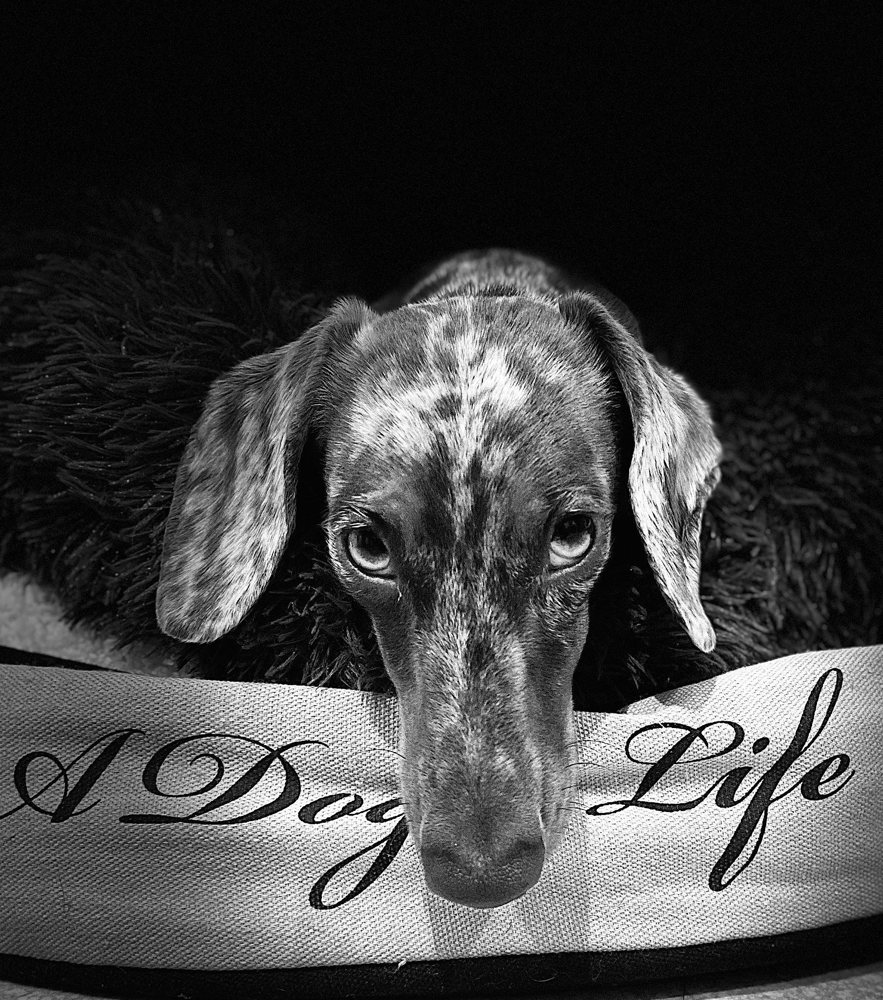 Plume participe au concours pour gagner de l'argent avec cette photo : black, black_and_white, canidae, carnivore, dachshund, dog, dog_breed, ear, hound, mammal, monochrome, monochrome_photography, photography, puppy, snout, sporting_group, style, vizsla, weimaraner