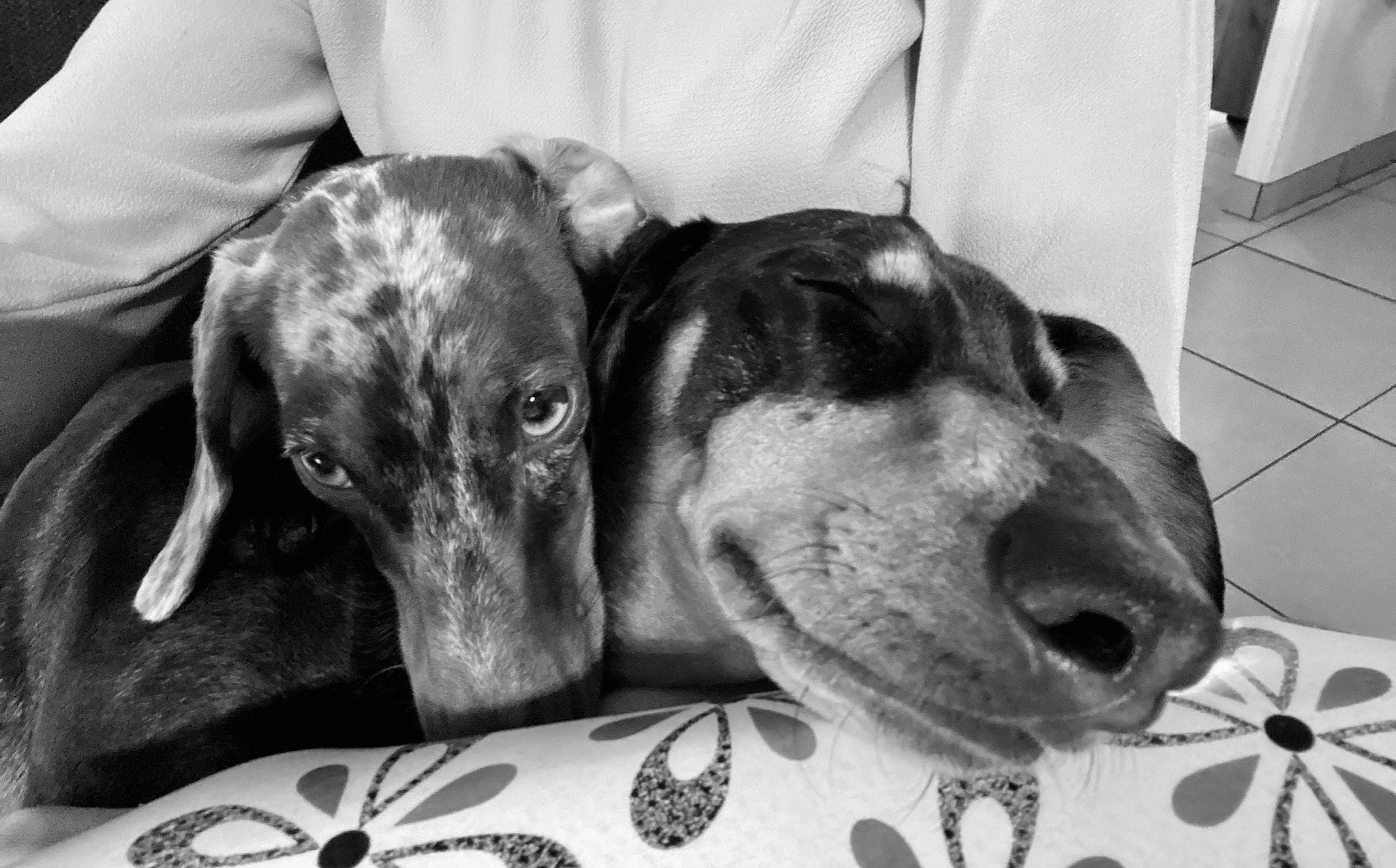 Plume participe au concours pour gagner de l'argent avec cette photo : black_and_white, canidae, carnivore, companion_dog, dachshund, dog, dog_breed, ear, mammal, snout, vertebrate